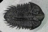 Coltraneia Trilobite Fossil - Huge Faceted Eyes #165922-2